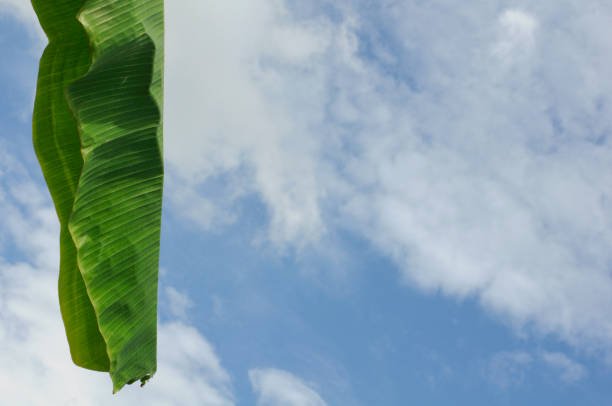 FIND THE ROOT OF THE DISEASE